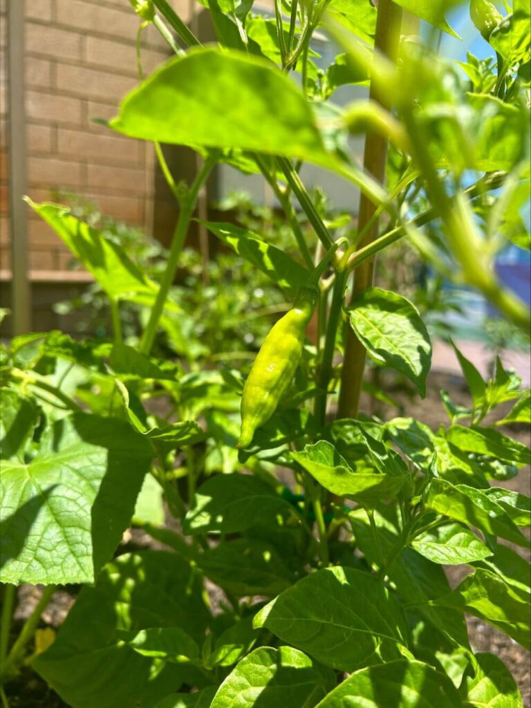 Growing Sustainability at Caterlink: Cultivating a Thriving Vegetable Garden for a Greener Future processed 5B68315C ED09 4F6E 884A 467FCED0F60C 1 1