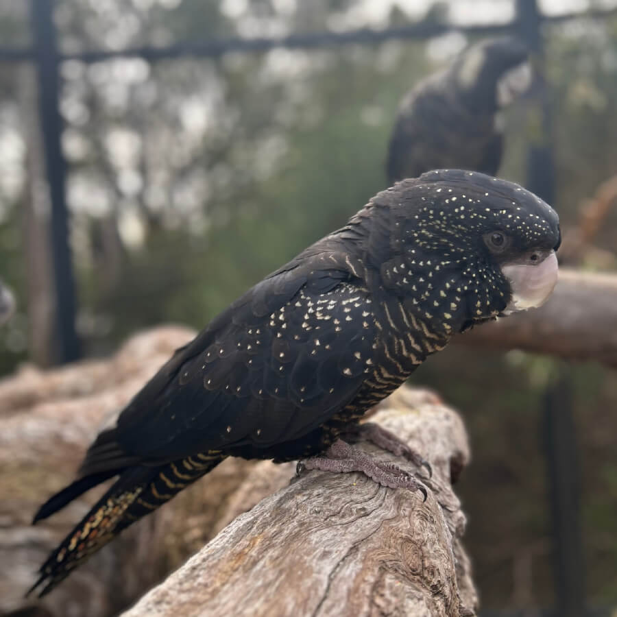 Supporting Black Cockatoo Conservation 2